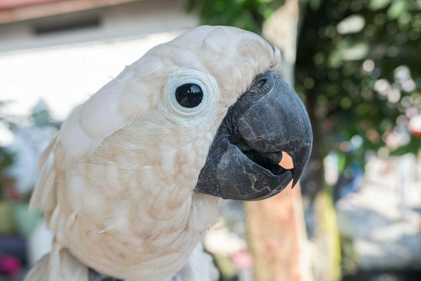 seletivo foco para cacatua pássaro bico. suave foco. foto