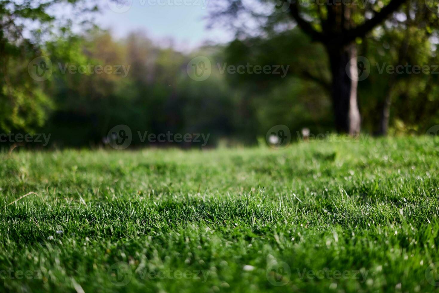 verde Relva Área de Trabalho protetor de tela, ecologia e Cuidado para a meio Ambiente foto