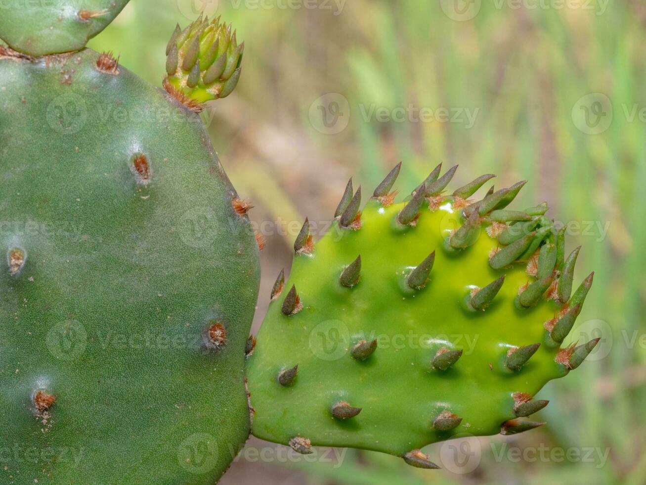 opuntia humifusa exibindo farpas em novo, verde crescimento. foto