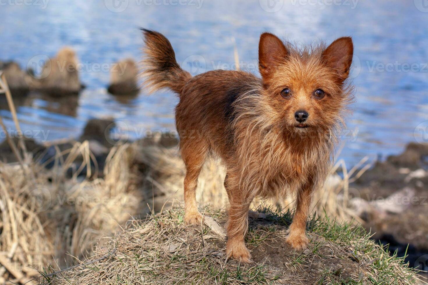 uma fofa yorkshire terrier carrinhos em uma colina em uma fundo do água e parece às a Câmera. grandes Castanho cachorro cabelo e ampla ouvidos. horizontal. foto