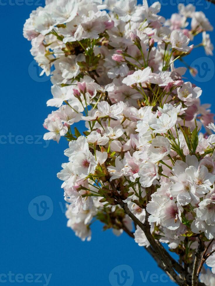 primavera na holanda foto