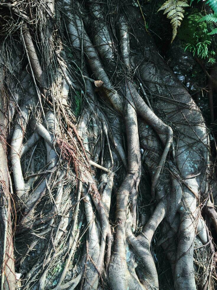 textura fundo do árvore raízes em a tronco do velho árvore foto