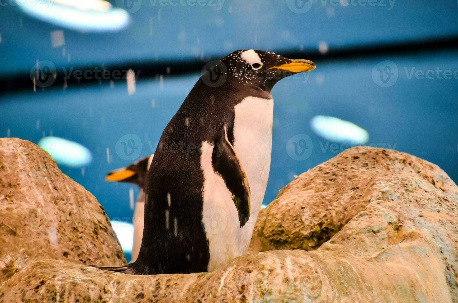 pinguins às a jardim zoológico foto