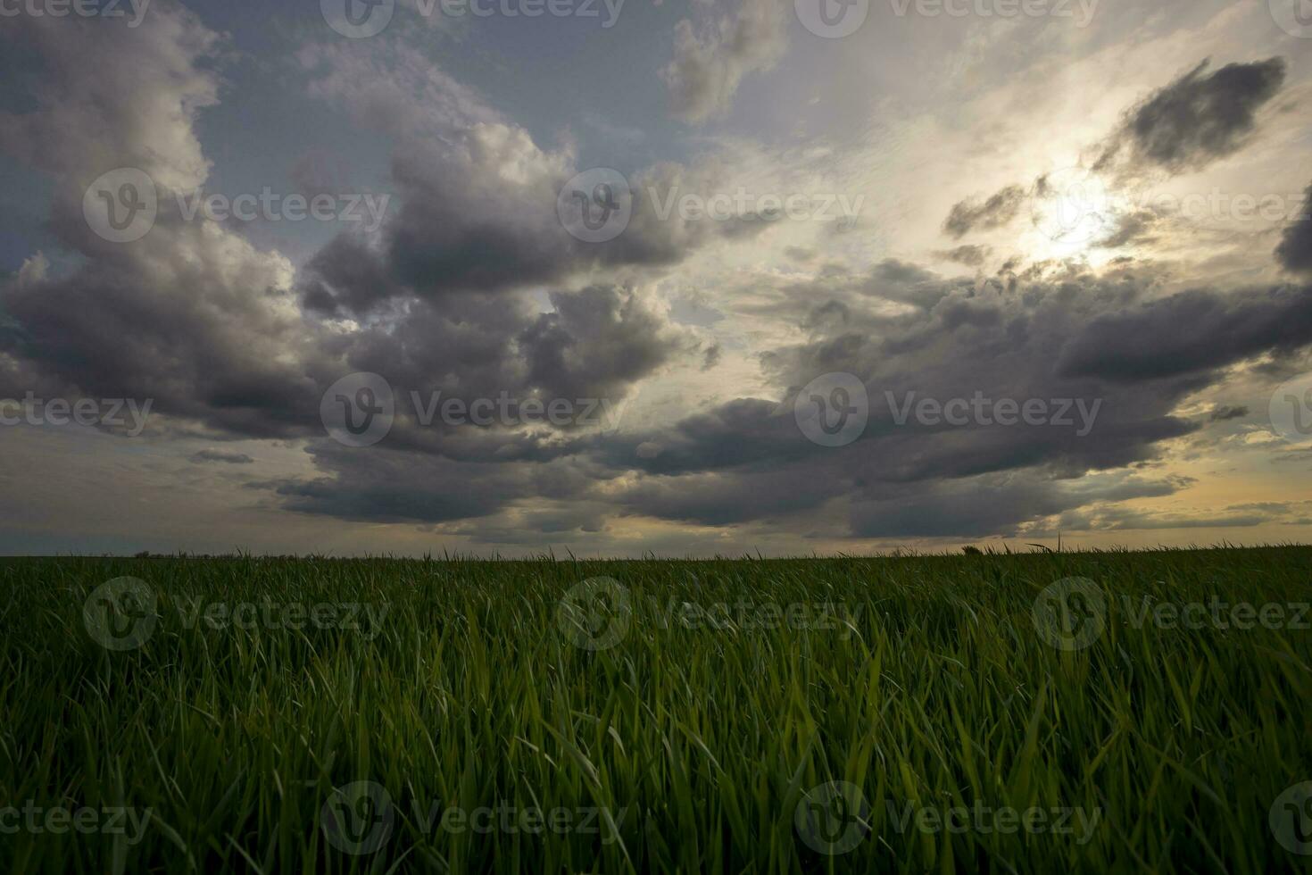 alta verde Relva fundo sobre céu foto