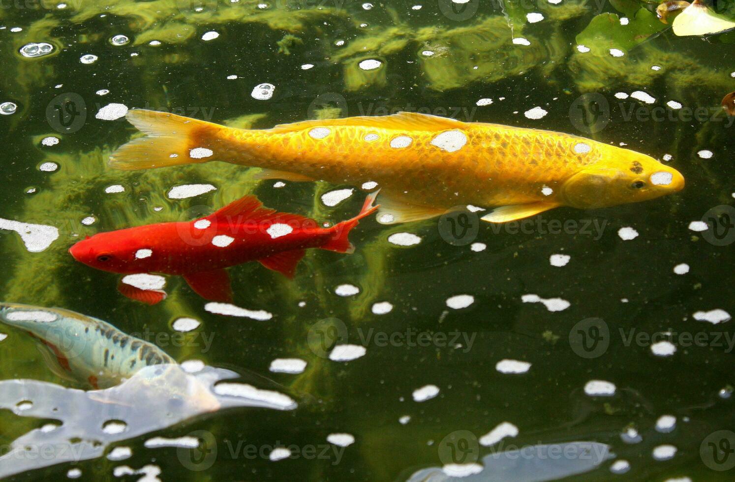 vibrante ouro e vermelho koi peixe natação dentro uma lagoa foto