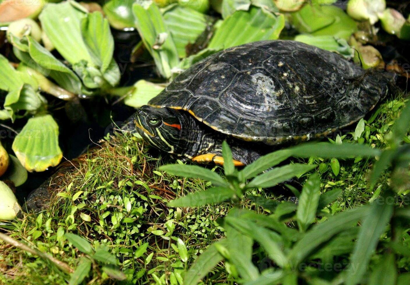 vermelho orelhudo controle deslizante tartaruga dentro jardim lagoa foto