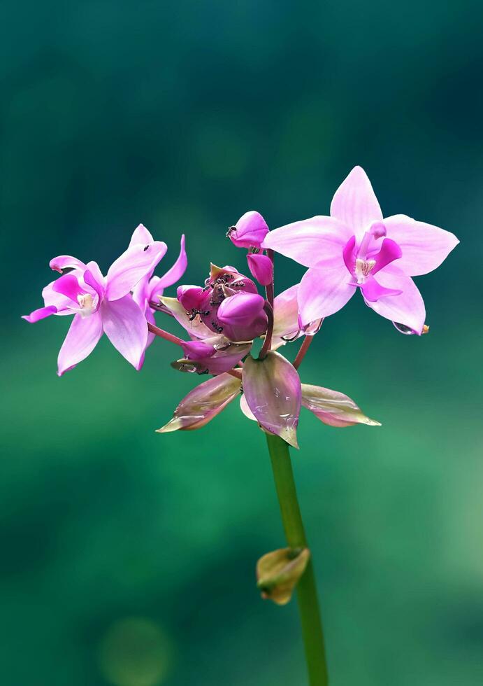 lindo roxa flores com orvalho dentro a manhã e uma bokeh fundo foto