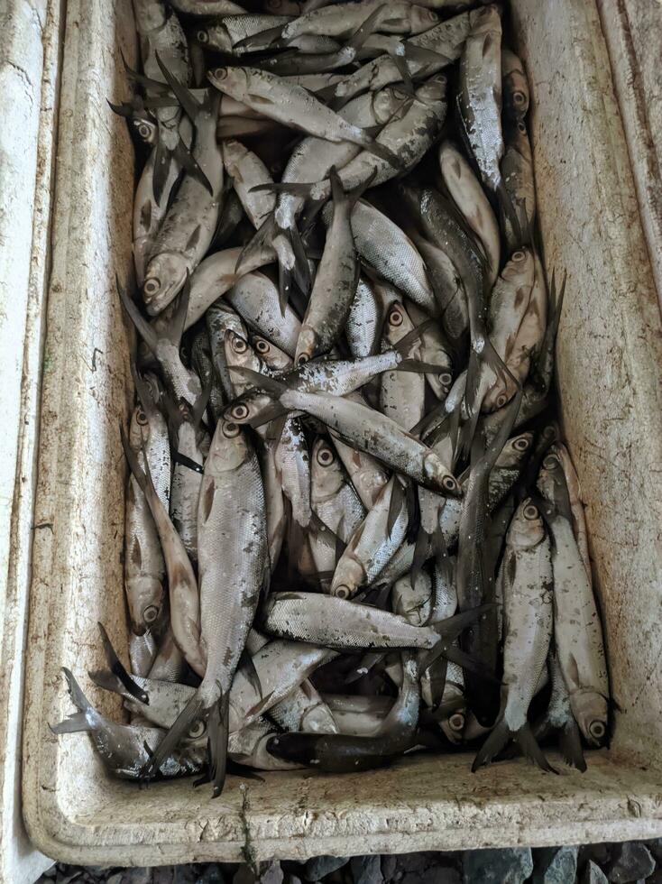 milkfish dentro uma caixa para venda às a peixe mercado foto