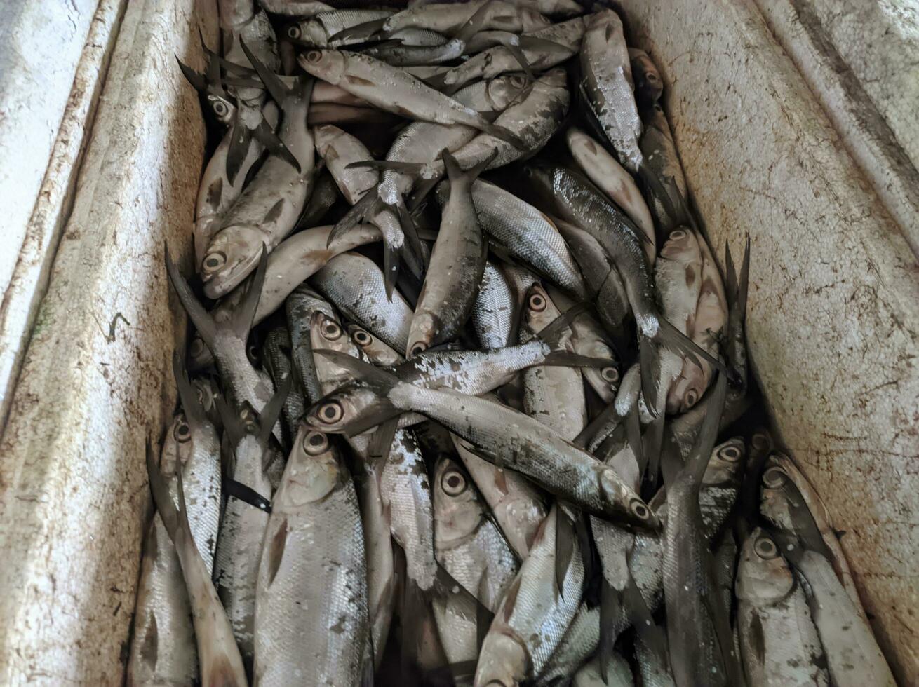 milkfish dentro uma caixa para venda às a peixe mercado foto