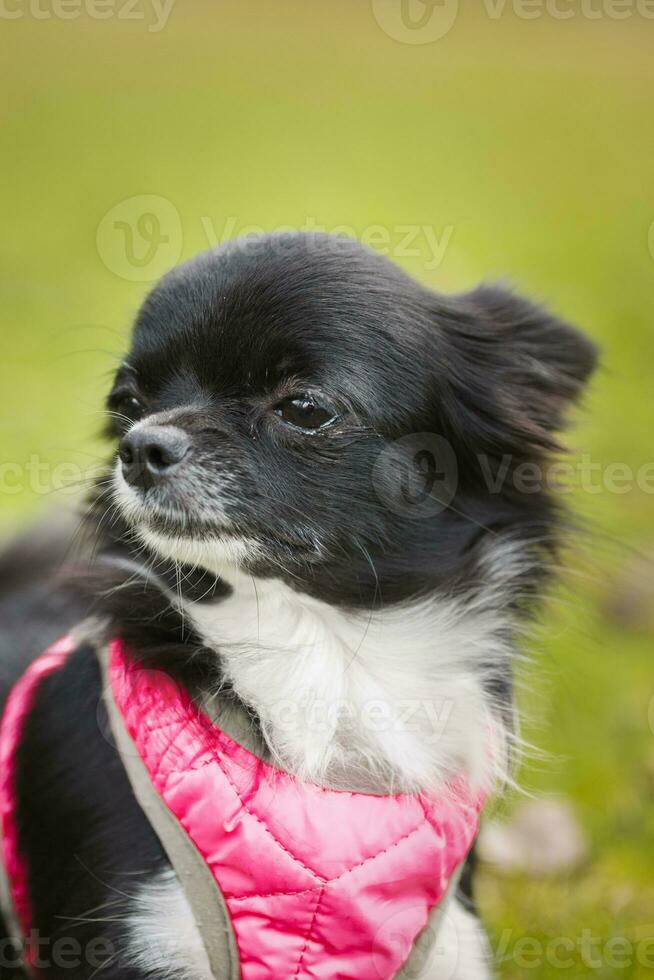 engraçado pequeno chihuahua cachorro tocam em a grama. foto