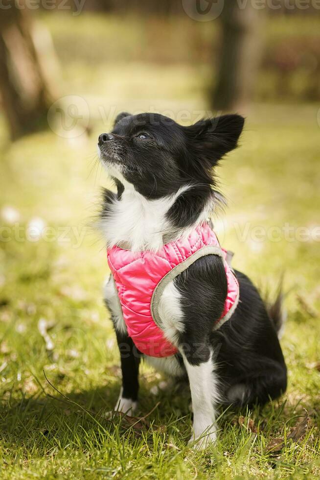 engraçado pequeno chihuahua cachorro tocam em a grama. foto