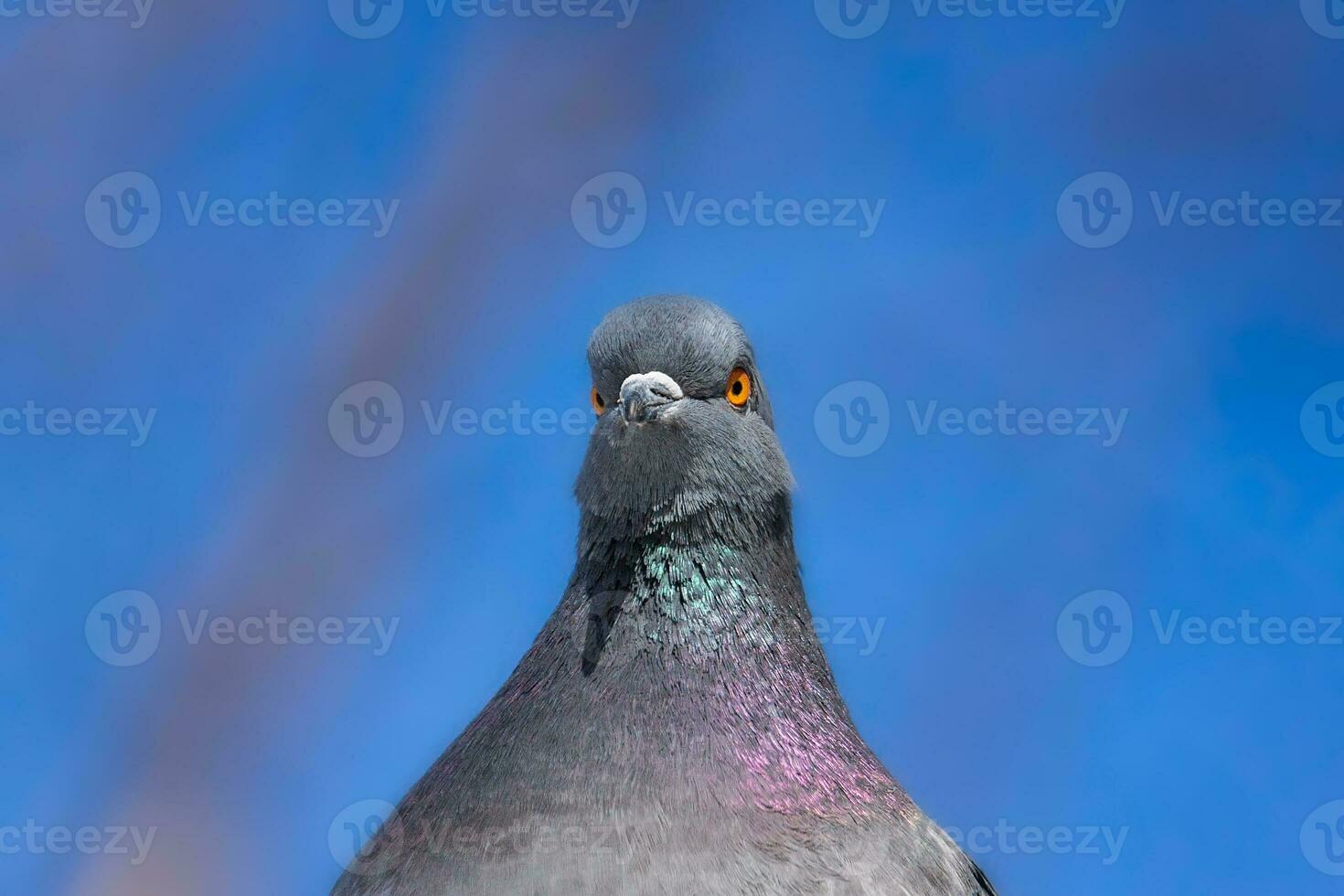 uma lindo Pombo senta em a neve dentro uma cidade parque dentro inverno.. foto