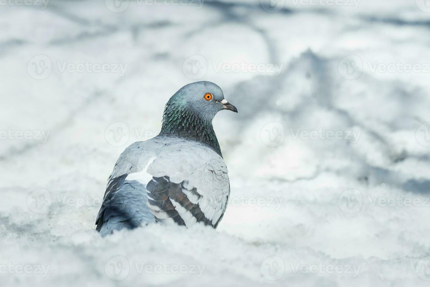 uma lindo Pombo senta em a neve dentro uma cidade parque dentro inverno.. foto