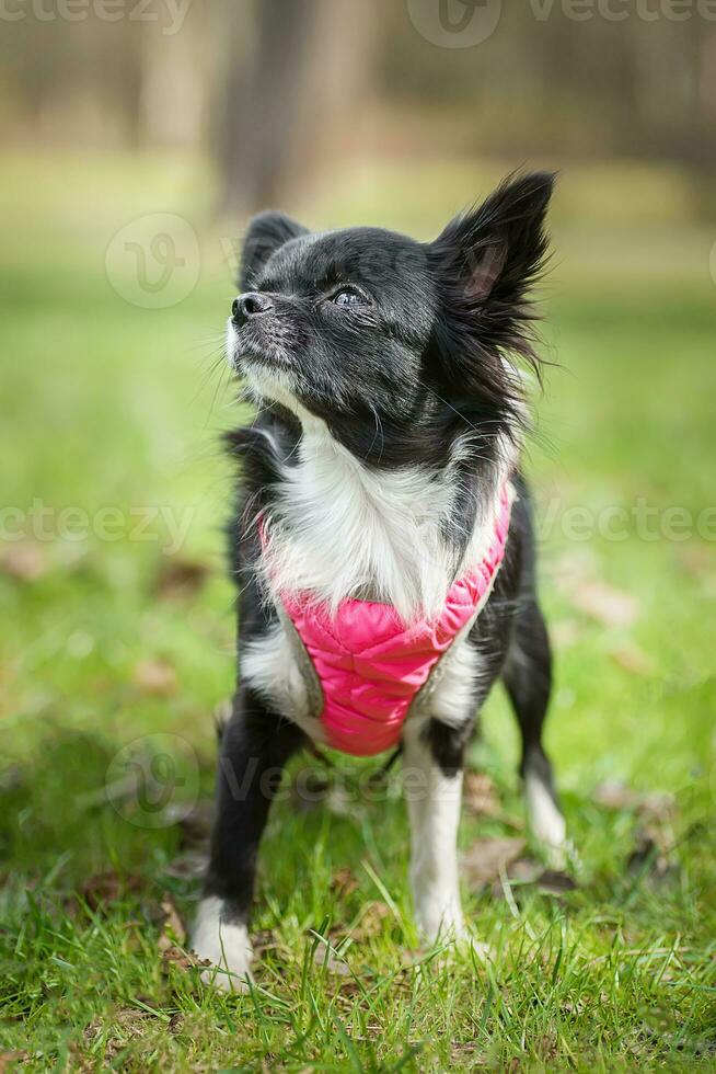 engraçado pequeno chihuahua cachorro tocam em a grama. foto