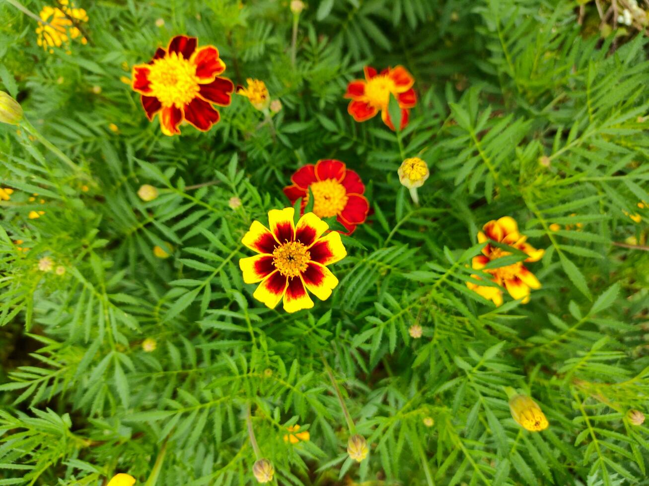 amarelo e laranja calêndula flores dentro a jardim foto