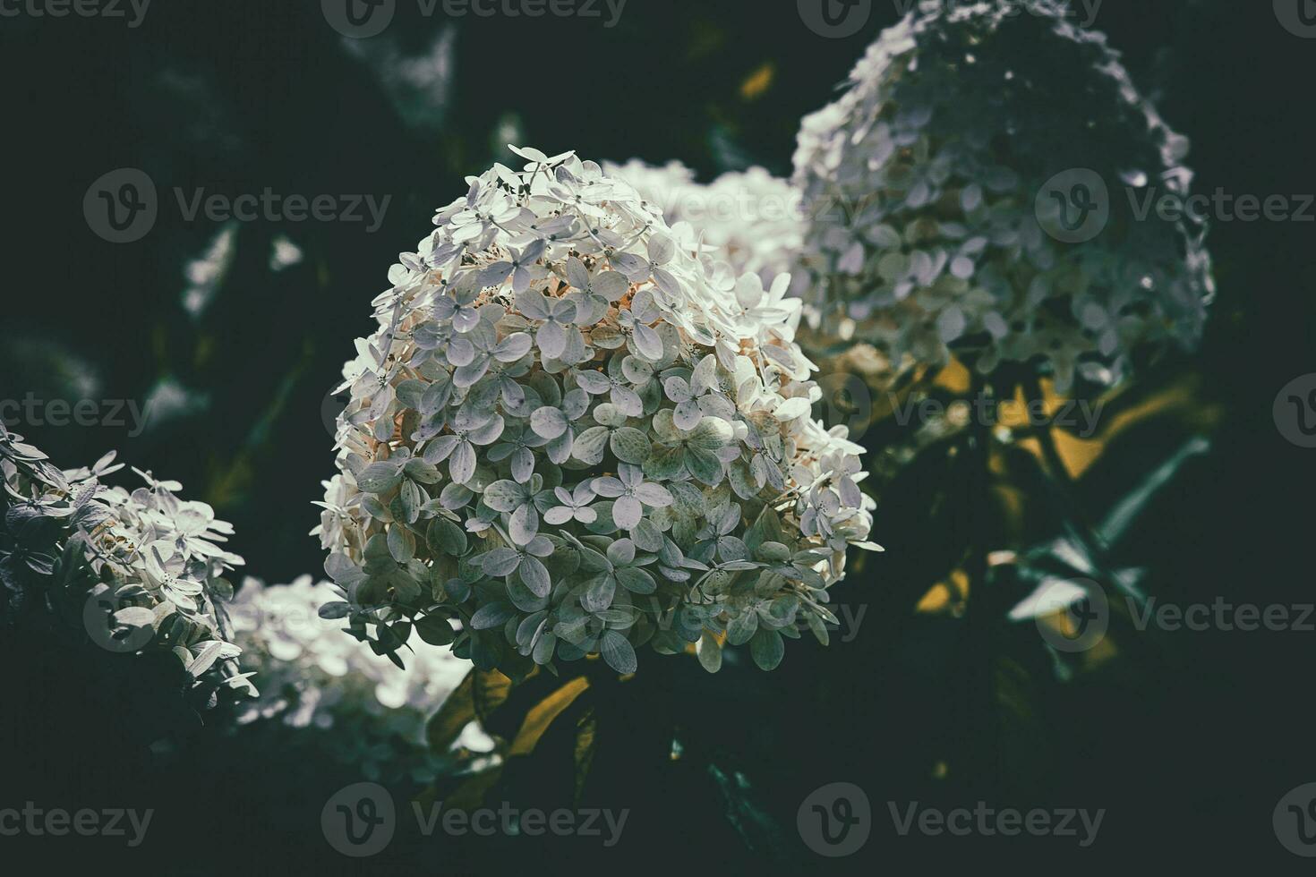 branco ampla hortênsia dentro uma verão jardim entre verde folhas foto