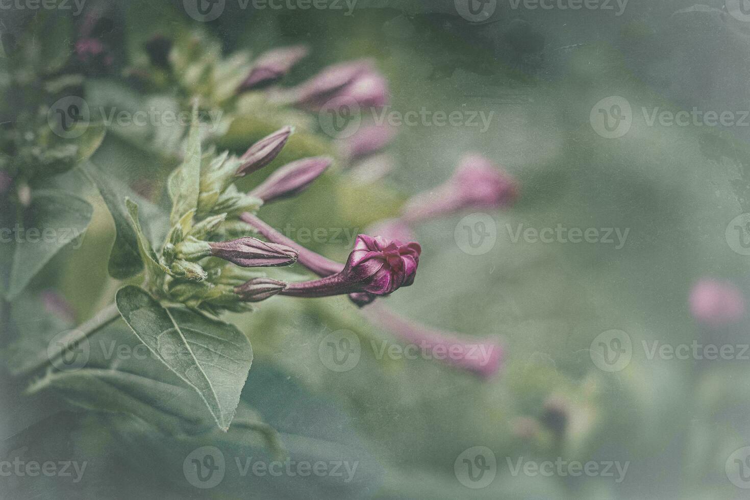 verão pequeno roxa flor dentro a jardim entre verde folhas ao ar livre foto