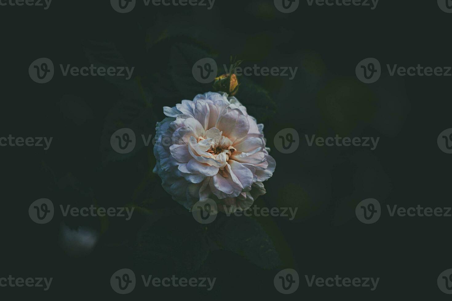 branco delicado perfumado rosa entre Sombrio folhas dentro a verão jardim foto