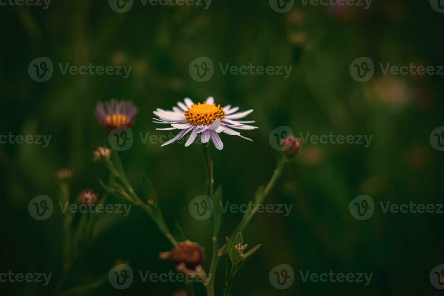 branco camomiles em uma selvagem verão Prado em uma caloroso verão dia foto