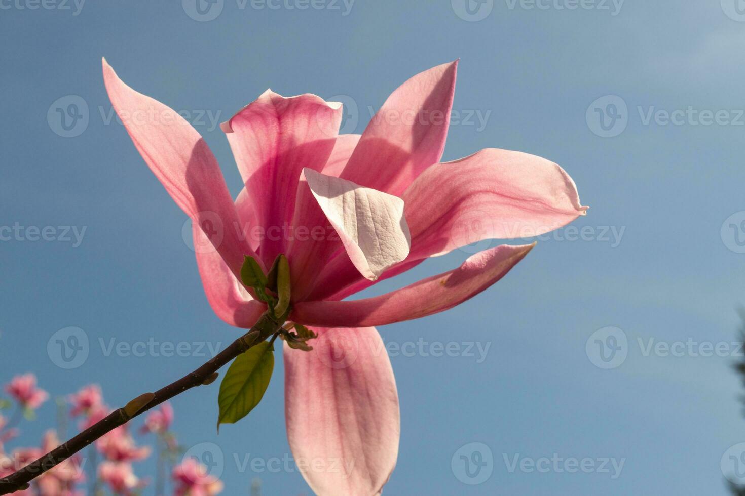 □ Gentil Rosa magnólia soulangeana flor em uma galho florescendo contra Claro azul céu às primavera, fechar acima foto