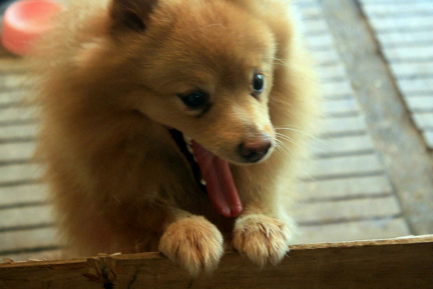 pomeriano cachorro expressão com desfocado, compressão artefatos, conter contém ruído e posterização foto