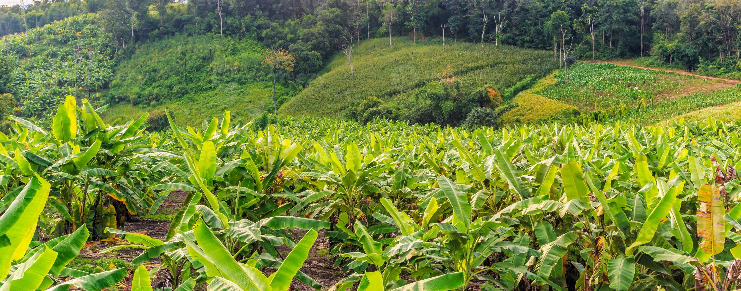 bananeira e linda montanha foto