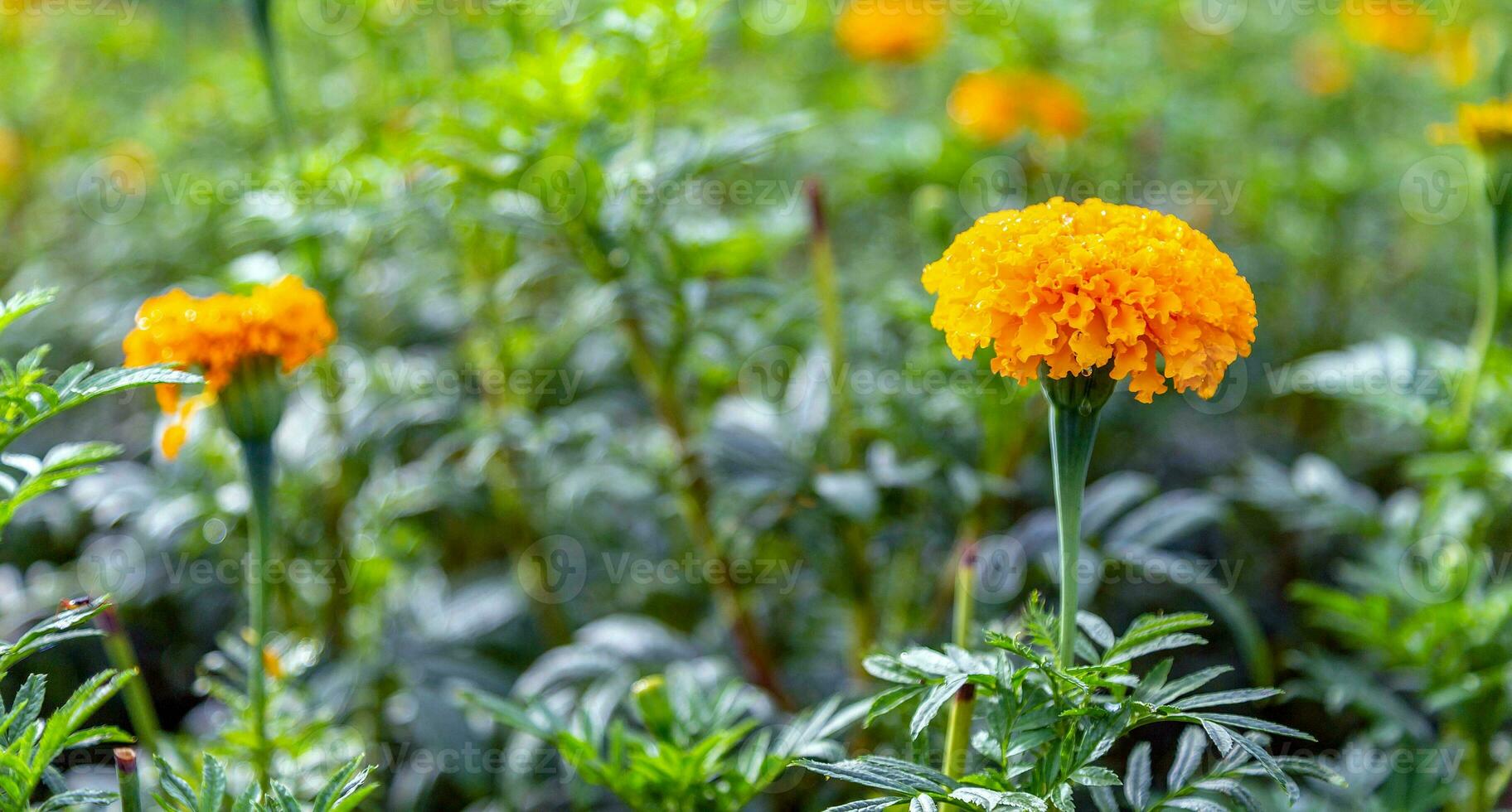 calêndula flores dentro uma campo em uma dia sem a Sol agrícola campo com florescendo amarelo flores de calêndula dentro a campo foto