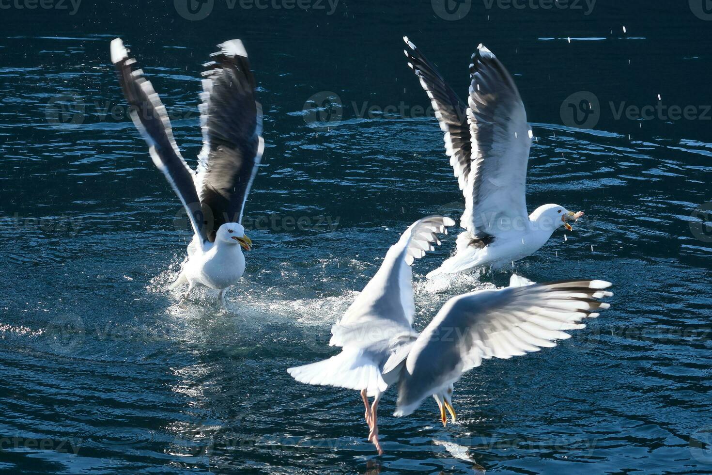 gaivotas luta sobre Comida dentro Noruega. água gotas splash. alimentando inveja entre aves marinhas foto
