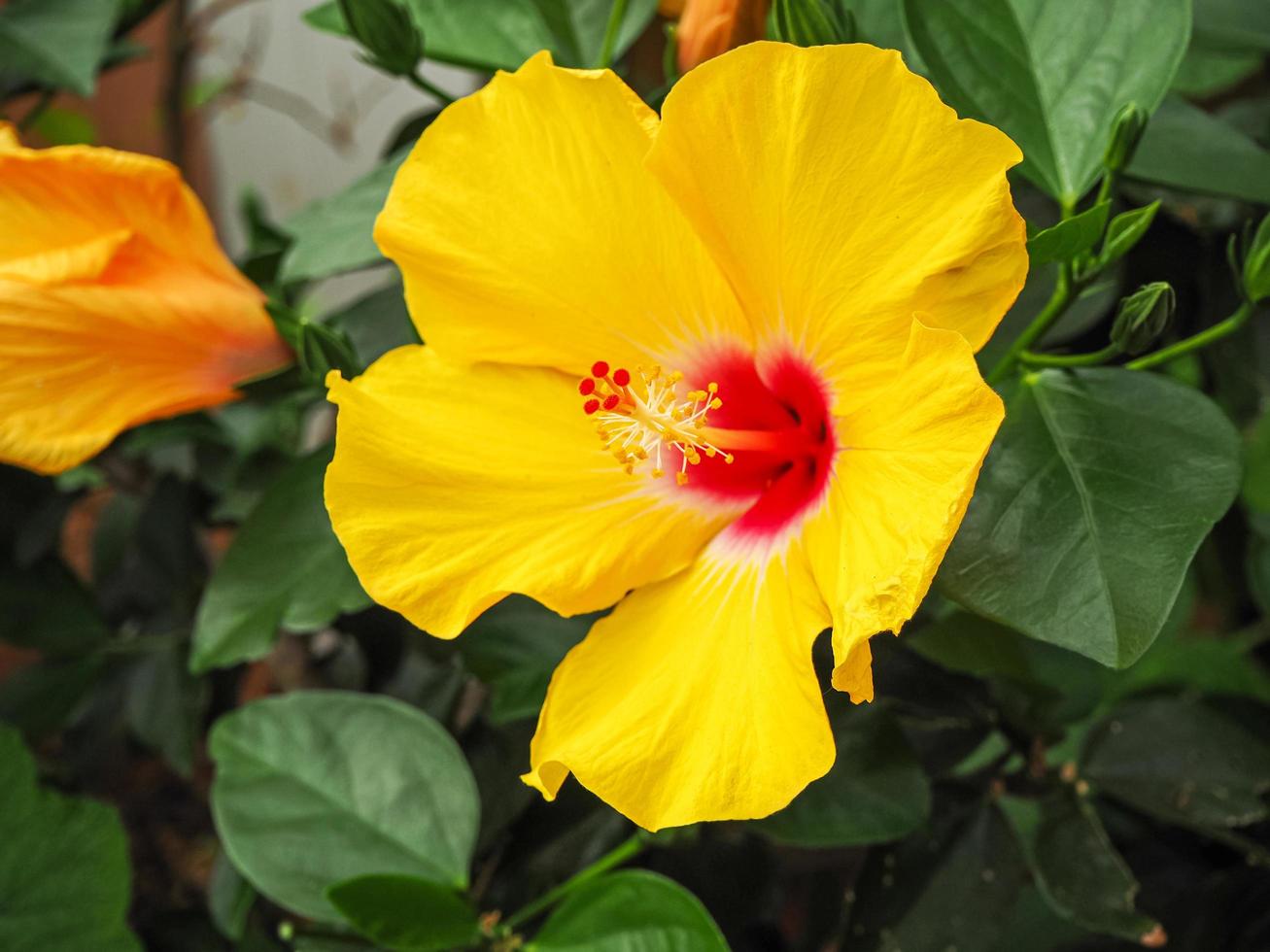 close de um lindo hibisco amarelo grande foto