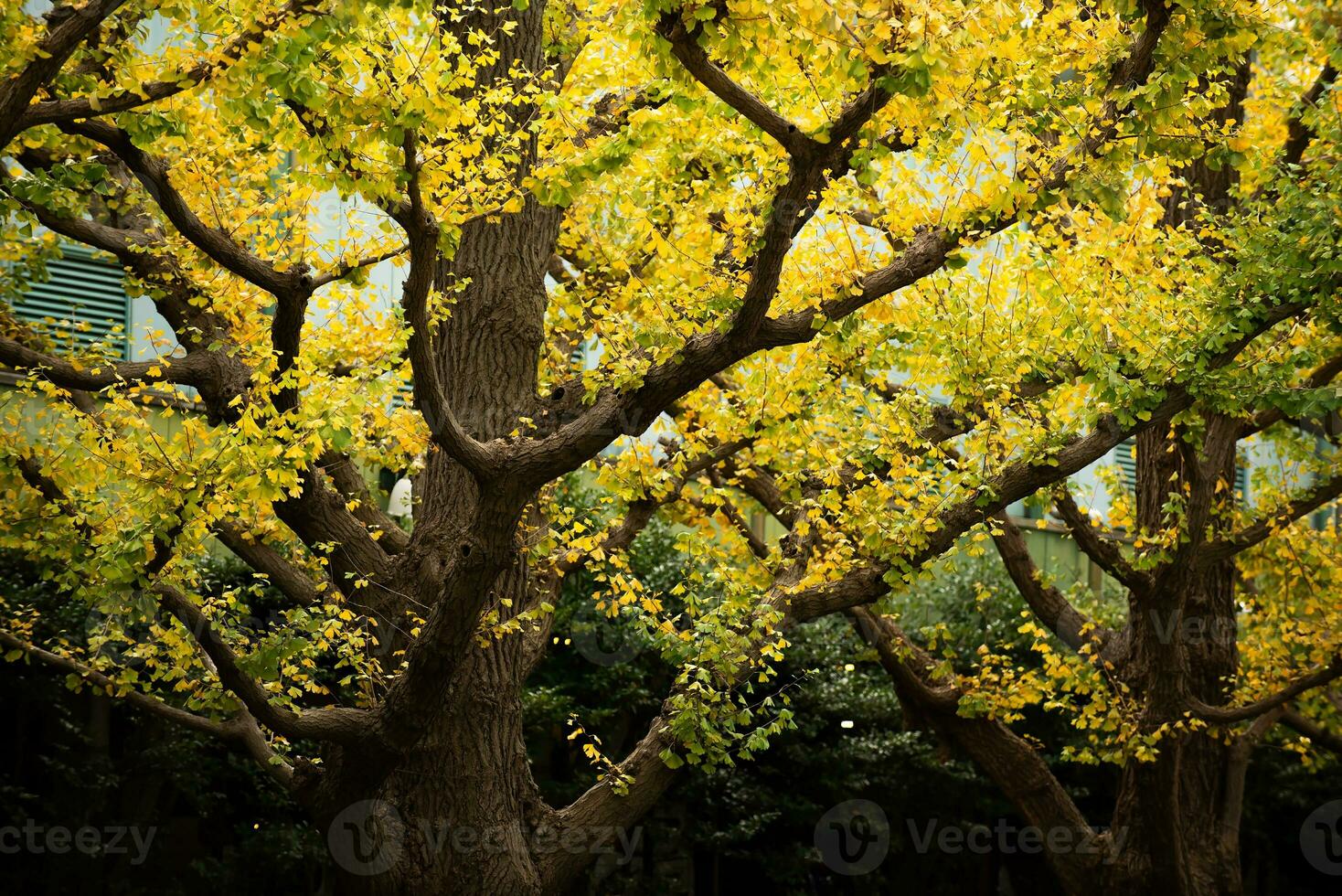 árvore de bordo no outono foto