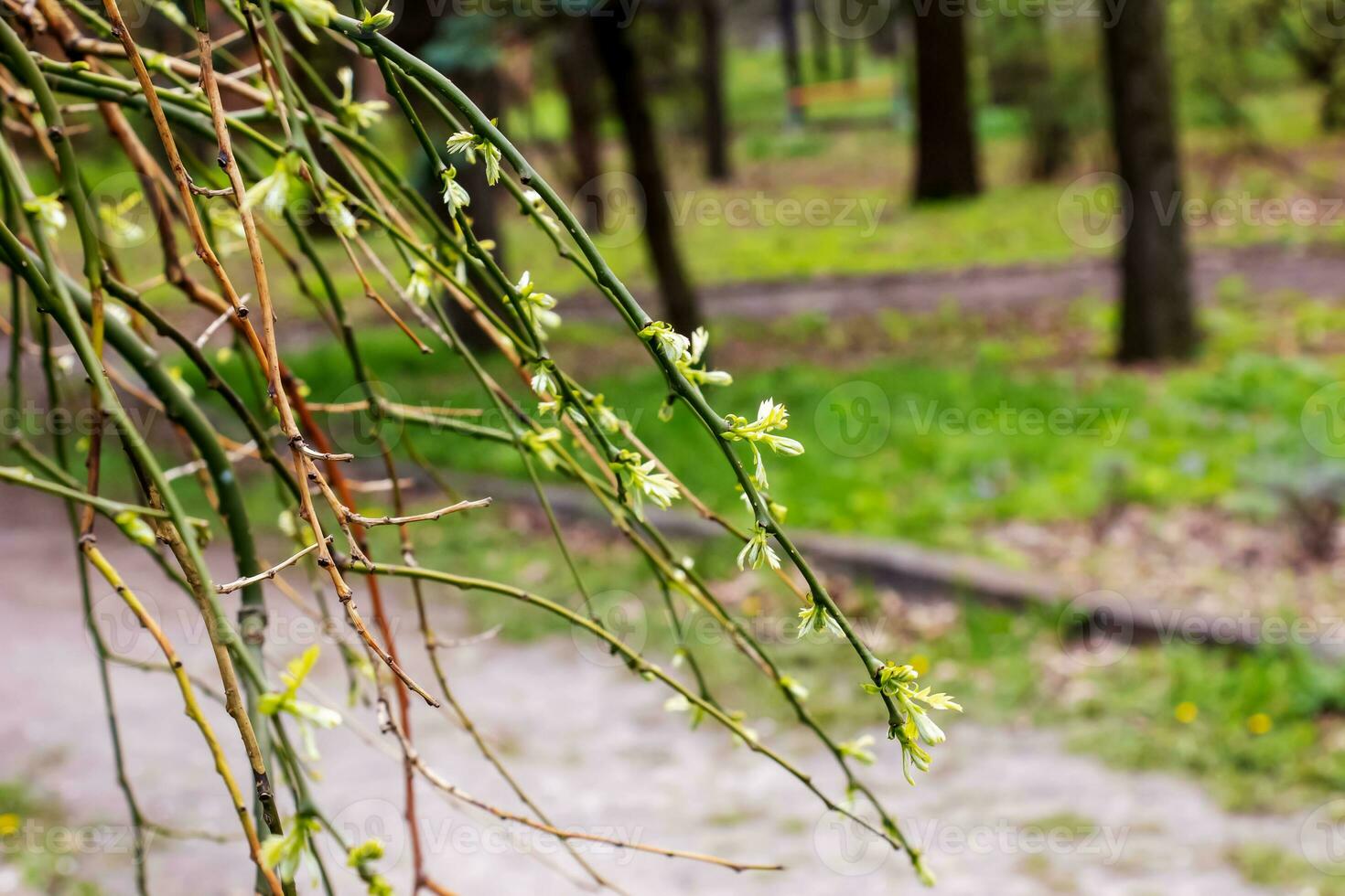 chorando japonês pagode com galhos com Primavera flores latim nome Sophora japonica pêndula foto