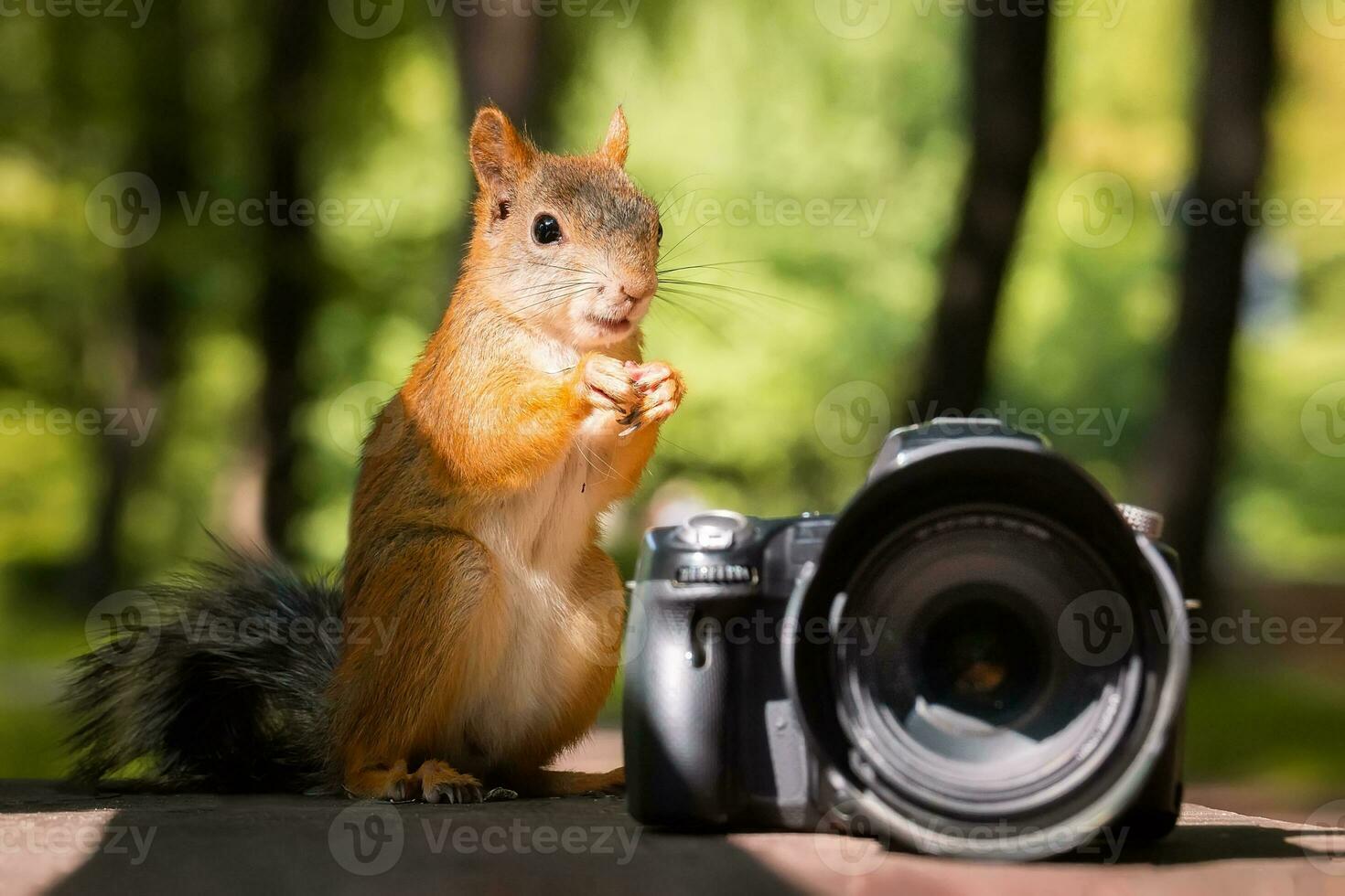 eurasian esquilos- sciurus vulgar com Câmera foto