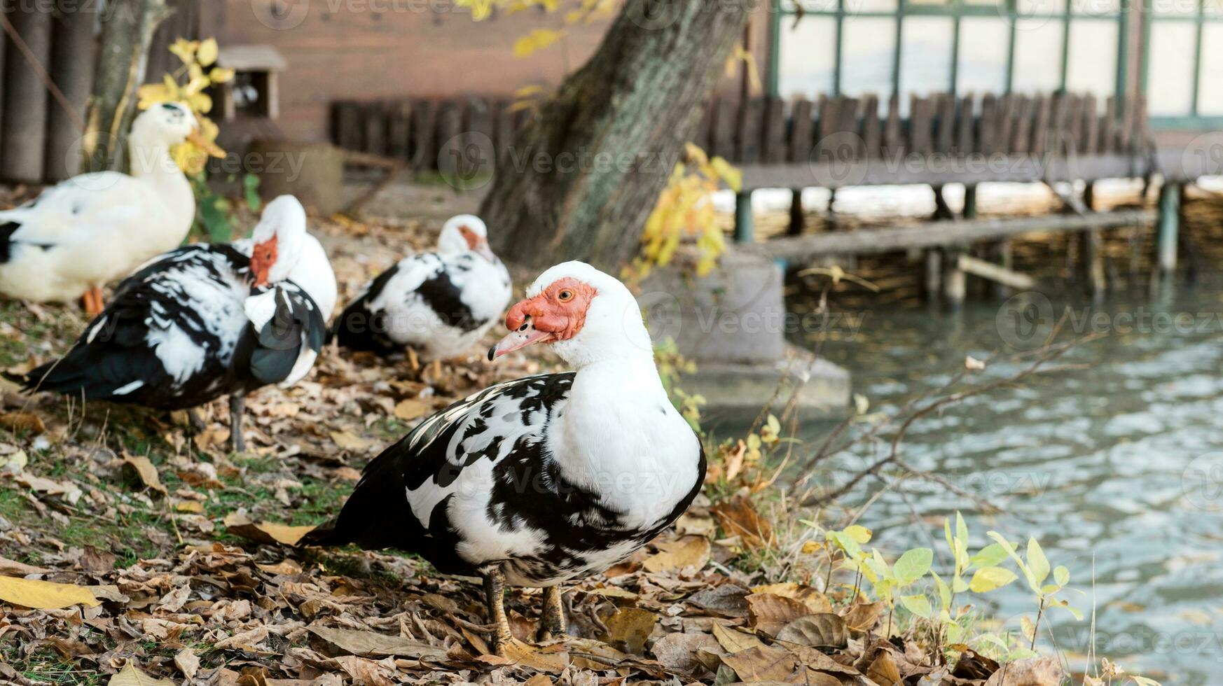 muscovy Pato dentro jardim zoológico foto