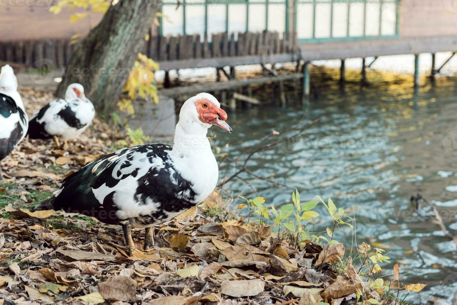 muscovy Pato dentro jardim zoológico foto