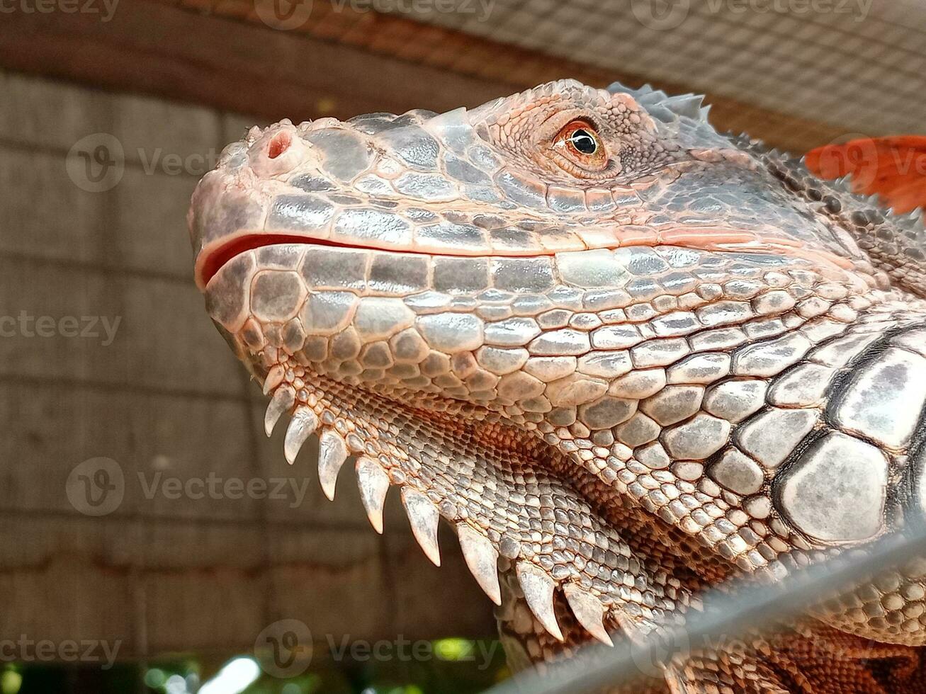 retrato do grande iguana, linda iguana vermelho laranja colori herbívoro lagartos olhando fechar-se foto