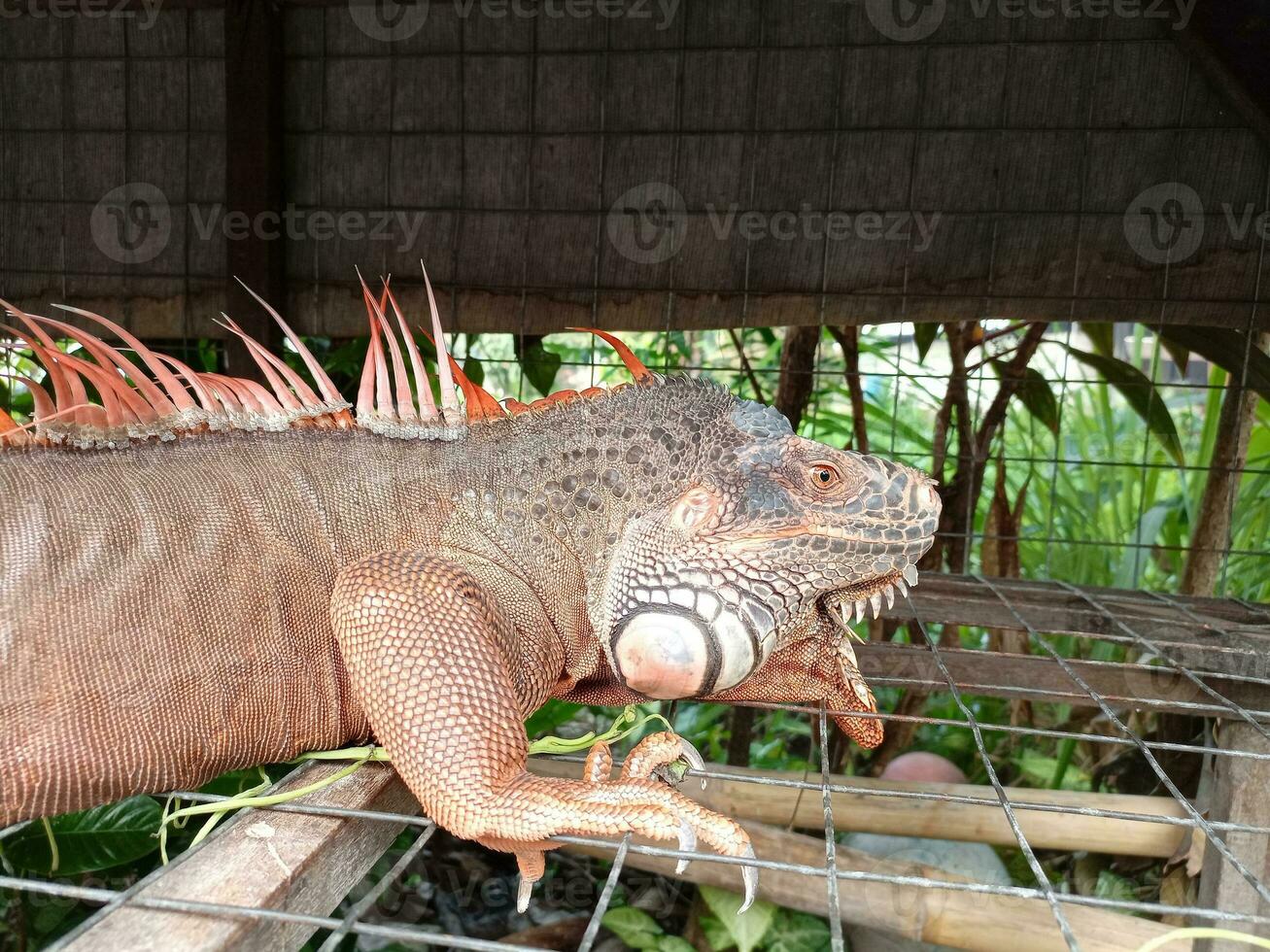 retrato do grande iguana, linda iguana vermelho laranja colori herbívoro lagartos olhando fechar-se foto