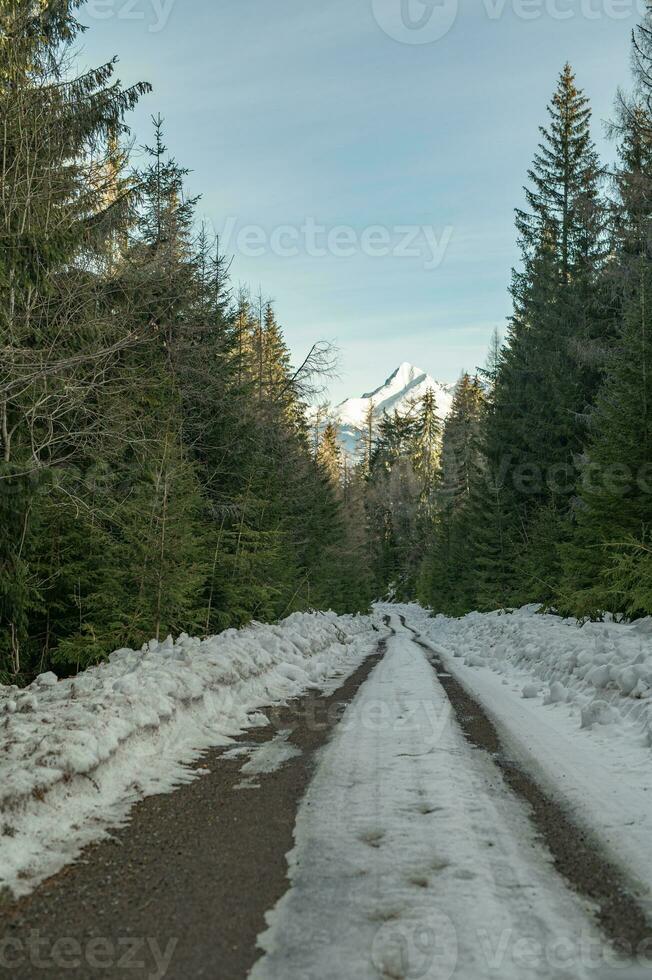 montanha, árvore, neve Primavera foto a partir de Eslováquia, Liptov 10.04.2023