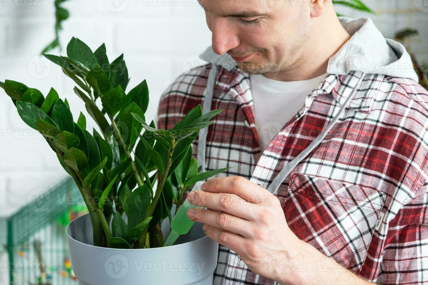 gotejamento fertilizante para em vaso plantas zamiokulkas, estimulador do desenvolvimento, crescimento aceleração, casa plantar Cuidado. uma garrafa do líquido é inserido dentro a mão do cara. casa colheita Produção foto