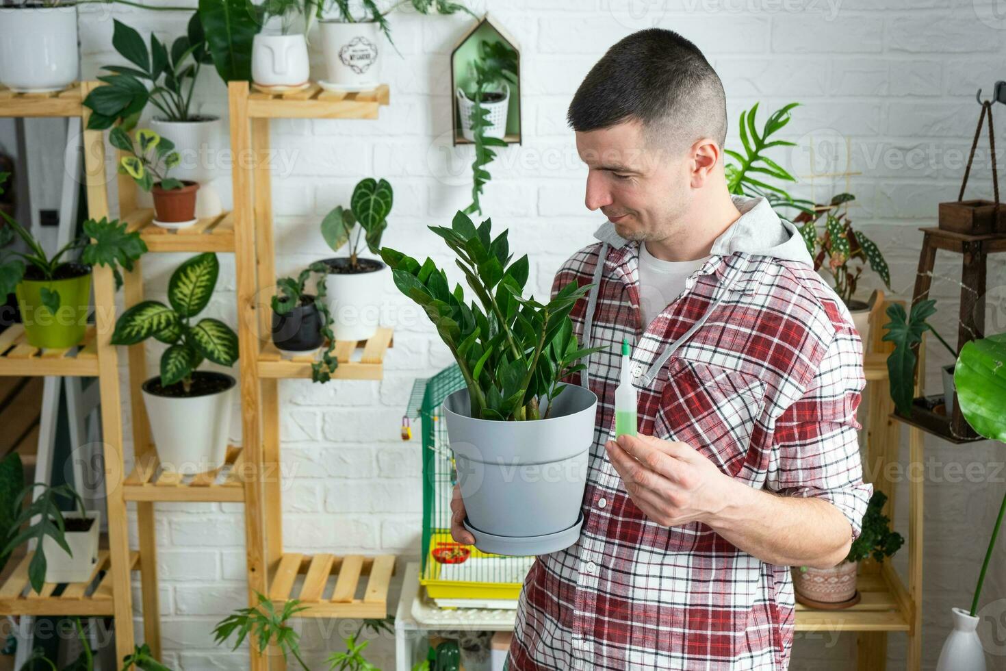 gotejamento fertilizante para em vaso plantas zamiokulkas, estimulador do desenvolvimento, crescimento aceleração, casa plantar Cuidado. uma garrafa do líquido é inserido dentro a mão do cara. casa colheita Produção foto