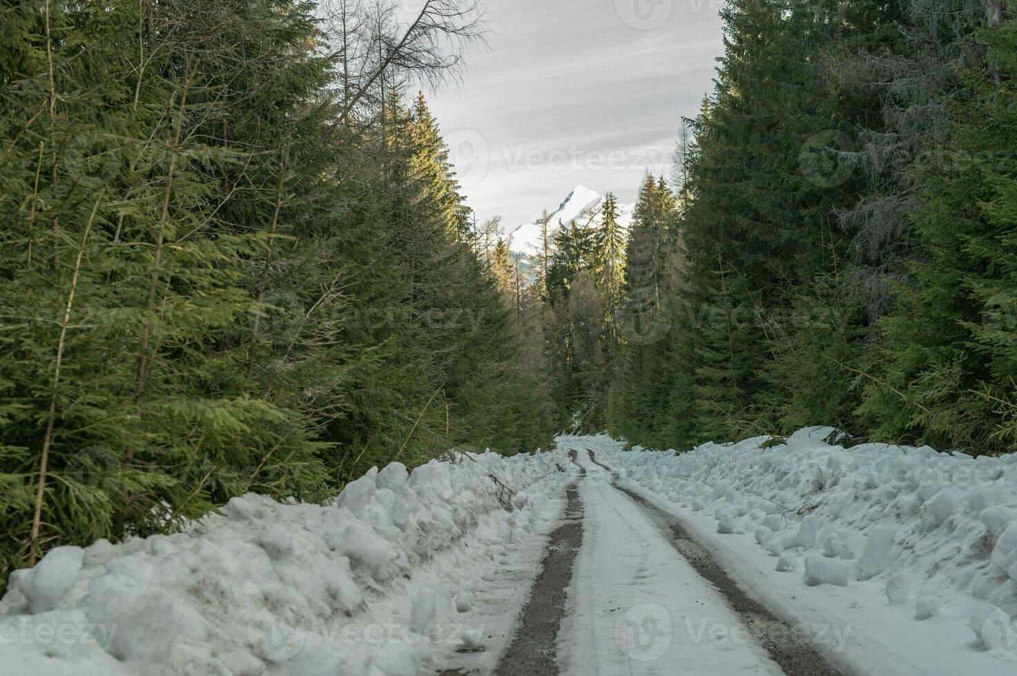 montanha, árvore, neve Primavera foto a partir de Eslováquia, Liptov 10.04.2023