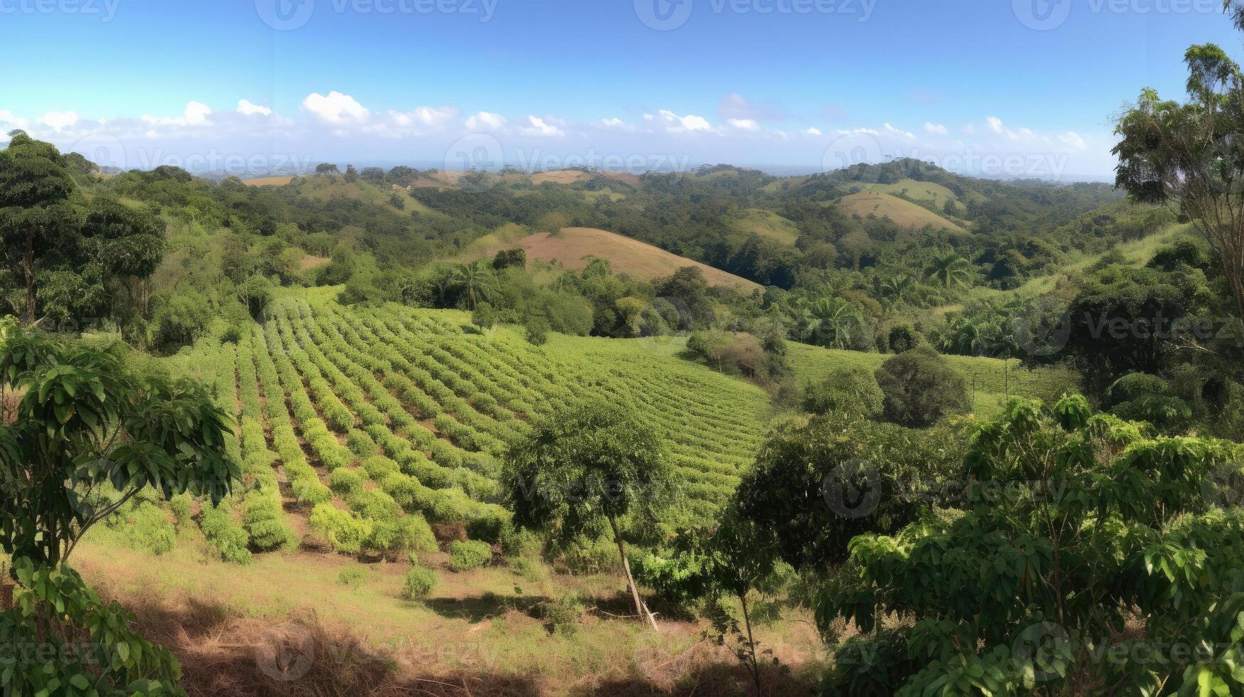 café plantação. panorama com café árvores generativo ai foto