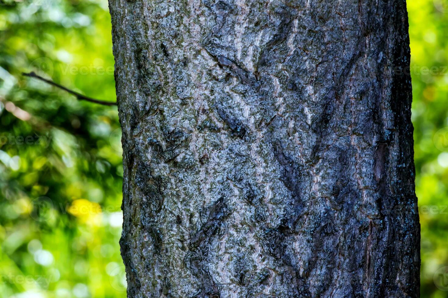 ginkgo biloba árvore latido. árvore latido fundo. foto