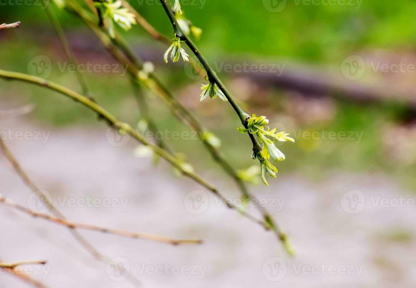 chorando japonês pagode com galhos com Primavera flores latim nome Sophora japonica pêndula foto