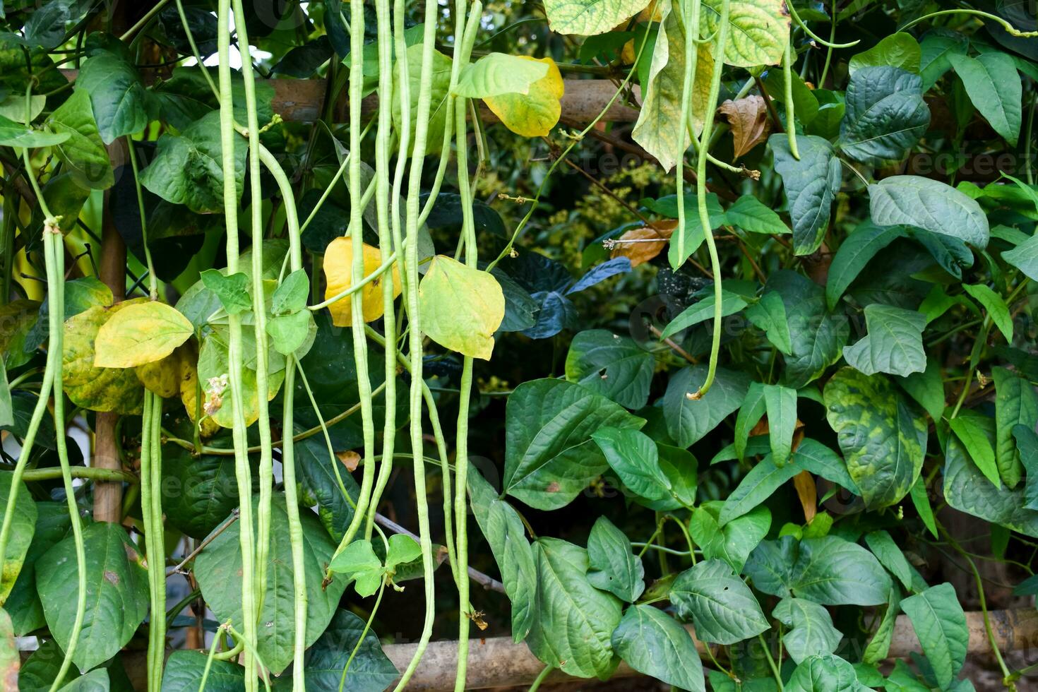 Jardim grandes feijões que Tailândia local aldeões plantado perto seus casa para comer às lar. foto