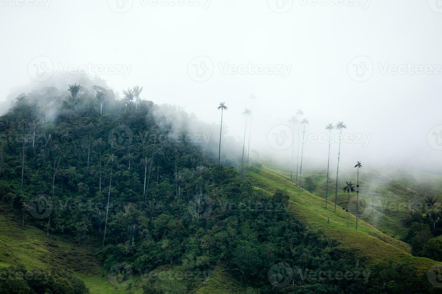 Visão do a lindo nuvem floresta e a quindio cera Palmeiras às a cocora vale localizado dentro Salento dentro a quindio região dentro Colômbia. foto