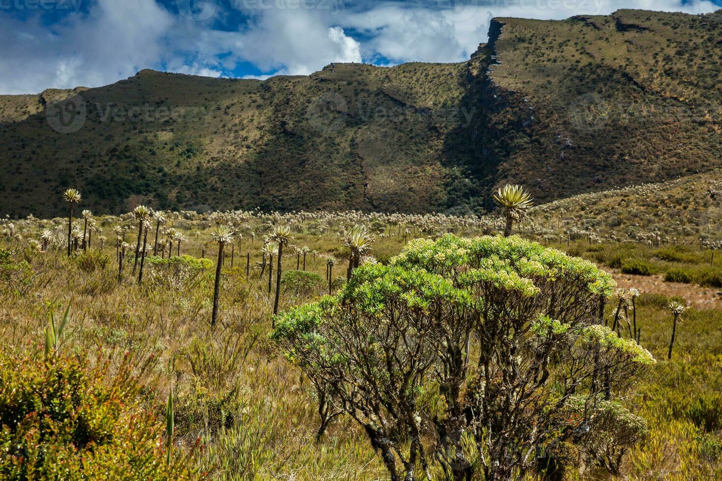 lindo panorama do colombiano andino montanhas mostrando paramo tipo vegetação dentro a departamento do cundinamarca foto