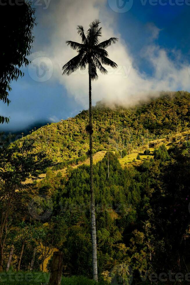 Visão do a lindo nuvem floresta e a quindio cera Palmeiras às a cocora vale localizado dentro Salento dentro a quindio região dentro Colômbia. foto