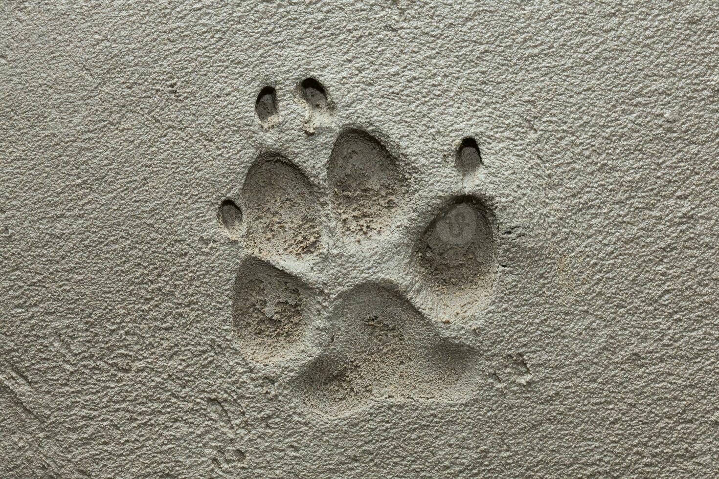 cachorro pata pegada em fresco cimento foto