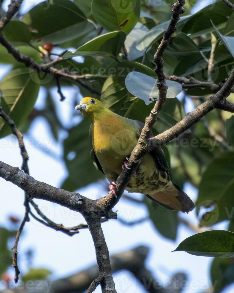 cauda em cunha verde Pombo ou treron esfenuro visto dentro rongtong dentro oeste Bengala foto