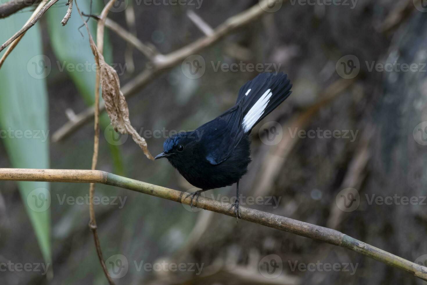 de cauda branca robin ou miiomela leucura observado dentro rongtong dentro oeste Bengala, Índia foto